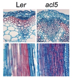 Lack of thermospermine causes vascular defects